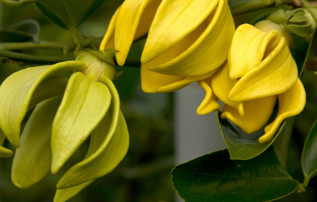 Ylang Ylang